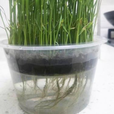 抗逆生根原粉東北苗床生根效果